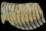 Fossil Palaeoloxodon (Mammoth Relative) M Molar - Hungary #149775-2